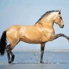 Lusitano Horse Paint by number