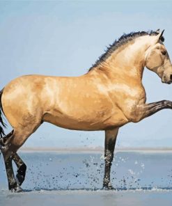 Lusitano Horse Paint by number