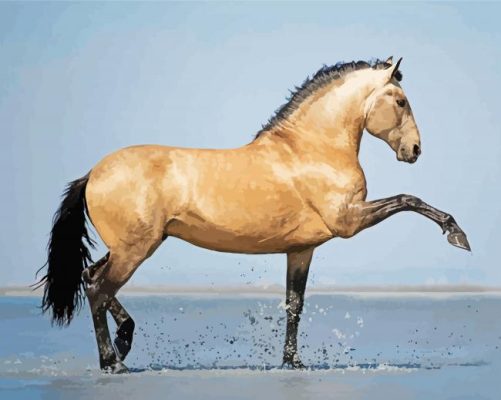 Lusitano Horse Paint by number