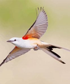 Oklahoma Flycatcher Bird Flying paint by number