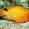 Red Devil Cichlid Orange Fish paint by number