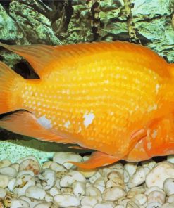 Red Devil Cichlid Orange Fish paint by number