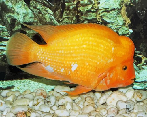 Red Devil Cichlid Orange Fish paint by number