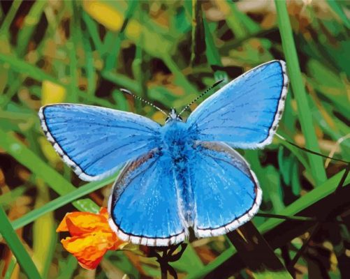 White And Blue Butterfly paint by number