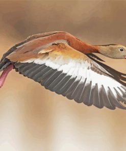 Whistling Duck Bird Flying Paint by number