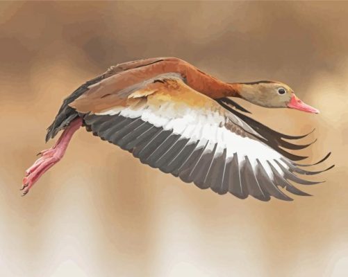 Whistling Duck Bird Flying Paint by number