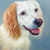 White And Golden Retriever Dog paint by number