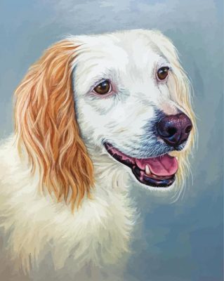 White And Golden Retriever Dog paint by number