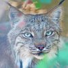 Aesthetic Canada Lynx Animal paint by number