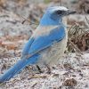 Aesthetic Florida Scrub Jay Bird paint by number