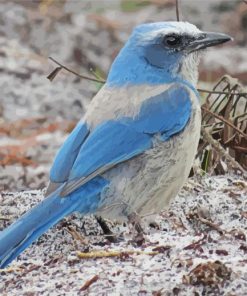 Aesthetic Florida Scrub Jay Bird paint by number