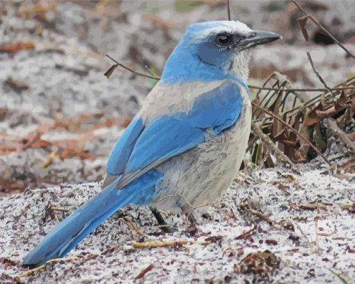 Aesthetic Florida Scrub Jay Bird paint by number