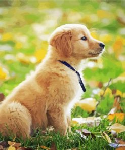 Aesthetic Golden Puppy Paint by number