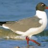 Aesthetic Laughing Gull Bird paint by number