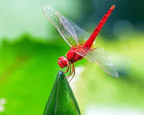 Aesthetic Red Dragonfly paint by number