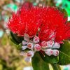 Aesthetic Red Pohutukawa Flower paint by number