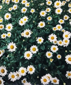 Beautiful Field Of Daisies paint by number