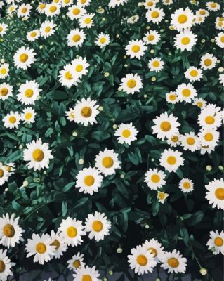 Beautiful Field Of Daisies paint by number