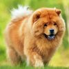 Beige Chow Chow paint by number