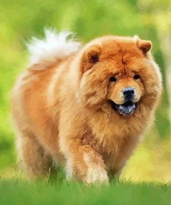 Beige Chow Chow paint by number
