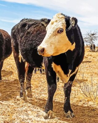 Black Texas Cattle paint by number