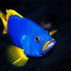 Blue Yellow Grouper Fish paint by number