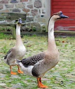Chinese Geese In The Garden paint by number