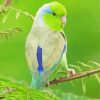 Cute Parrotlet Bird paint by number