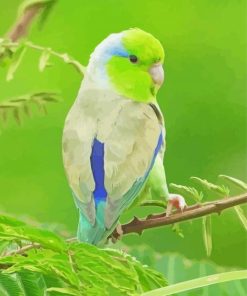 Cute Parrotlet Bird paint by number