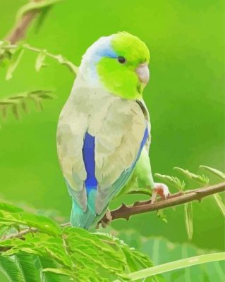 Cute Parrotlet Bird paint by number