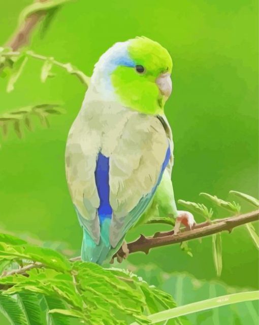 Cute Parrotlet Bird paint by number