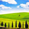 Cypress Trees Landscape paint by number