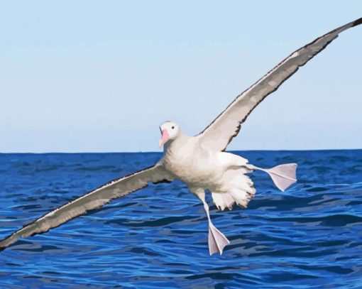 Flying Albatross Bird paint by number