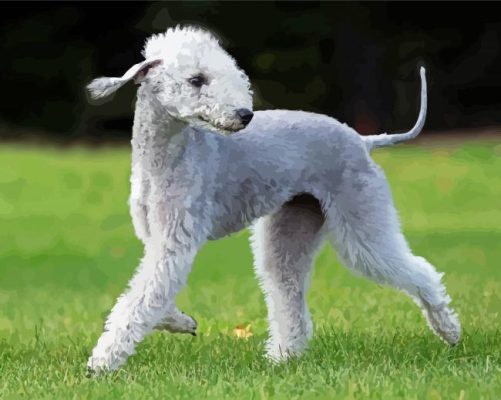 Happy Bedlington Terrier paint by number