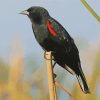 Lonely Red Winged Blackbird paint by number