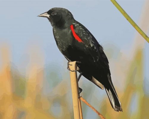 Lonely Red Winged Blackbird paint by number