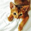 Abyssinian Kitten paint by number