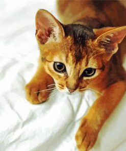 Abyssinian Kitten paint by number