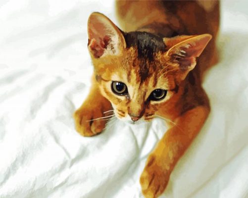 Abyssinian Kitten paint by number