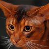 Close Up Abyssinian paint by number