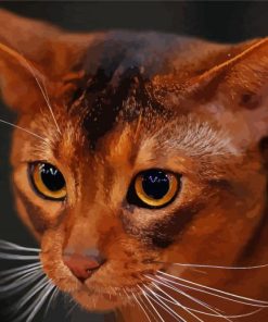 Close Up Abyssinian paint by number