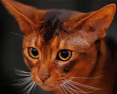 Close Up Abyssinian paint by number