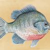 The Bream Fish Paint by number