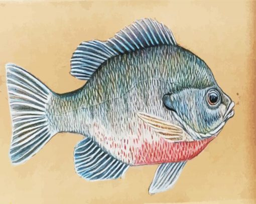 The Bream Fish Paint by number