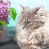 Aesthetic Grey Siberian Cat paint by number