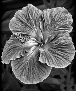 Black And White Hibiscus paint by number