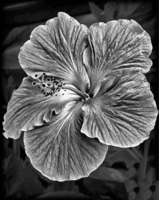 Black And White Hibiscus paint by number