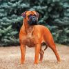 The Bullmastiff Dog Paint By Numbers