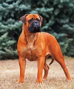 The Bullmastiff Dog Paint By Numbers