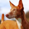 Close Up Podenco Dog Paint By Numbers